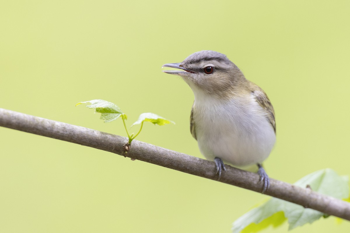 Vireo Ojirrojo - ML620716217