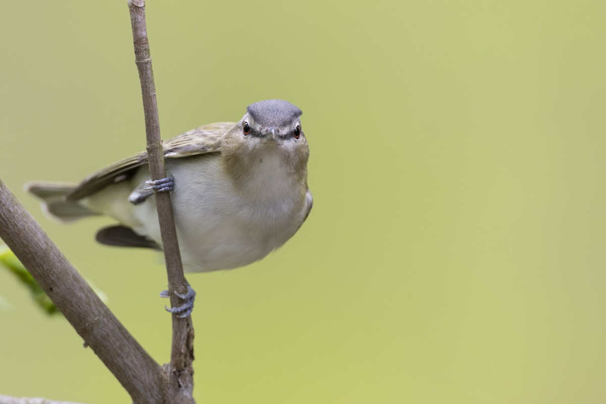 Red-eyed Vireo - ML620716218