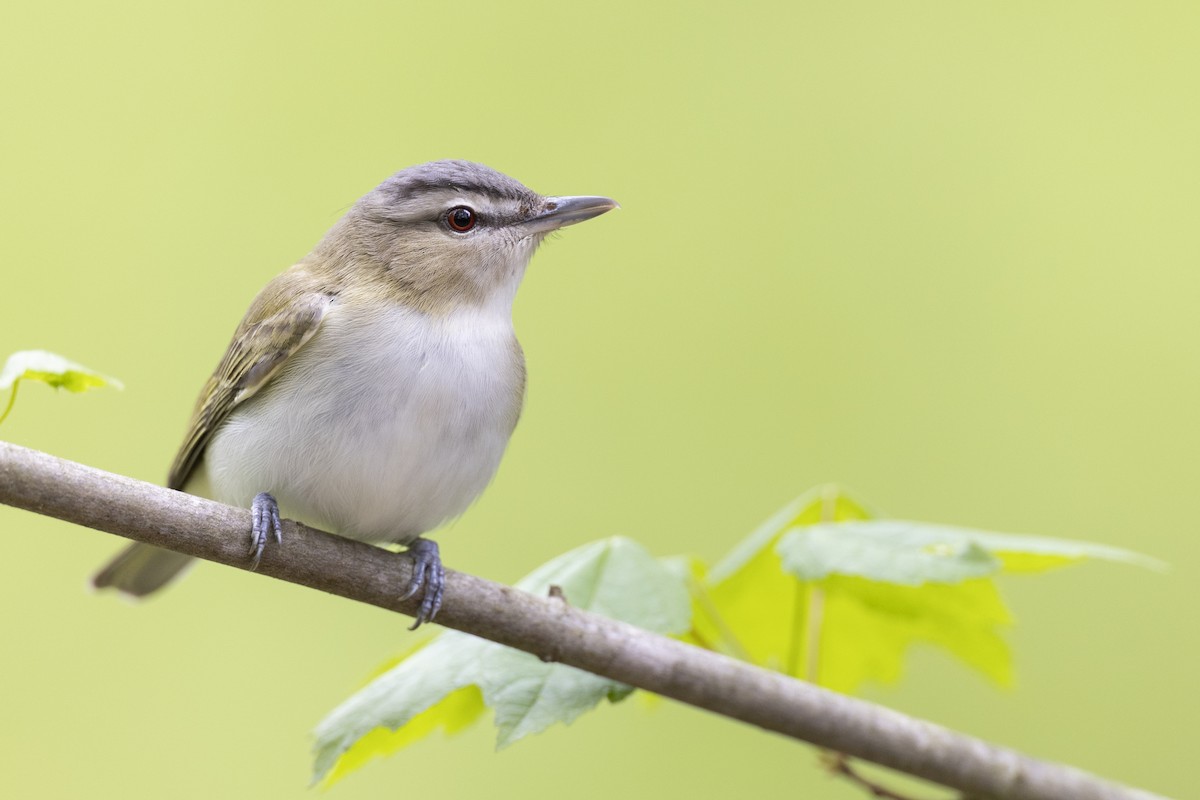 Red-eyed Vireo - ML620716219