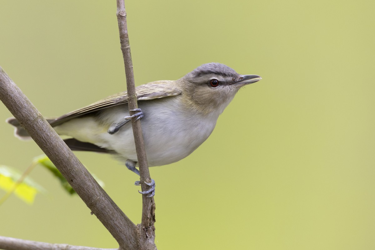 Red-eyed Vireo - ML620716220