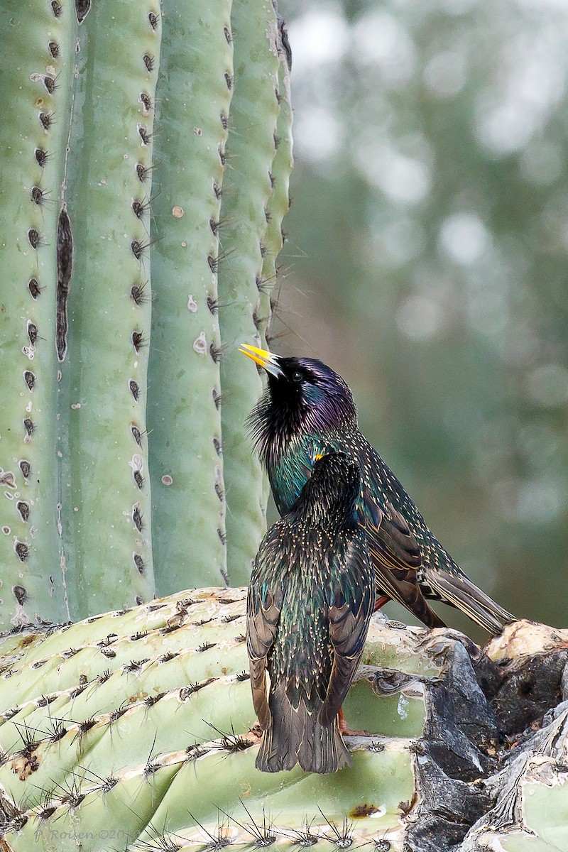 European Starling - ML620716222