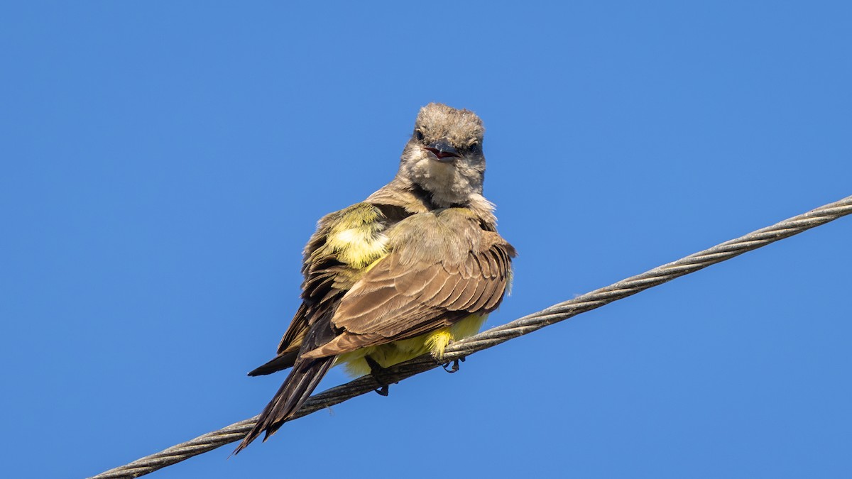 Western Kingbird - ML620716223