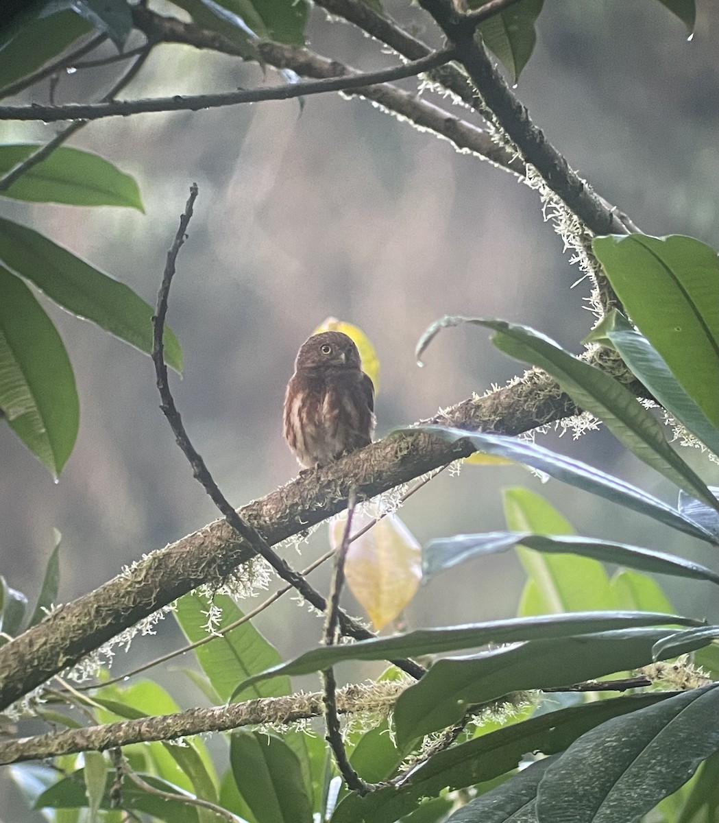 Cloud-forest Pygmy-Owl - ML620716227