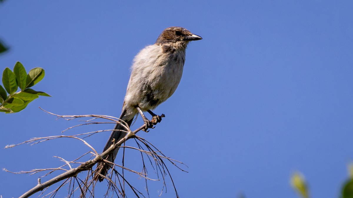 California Scrub-Jay - ML620716229