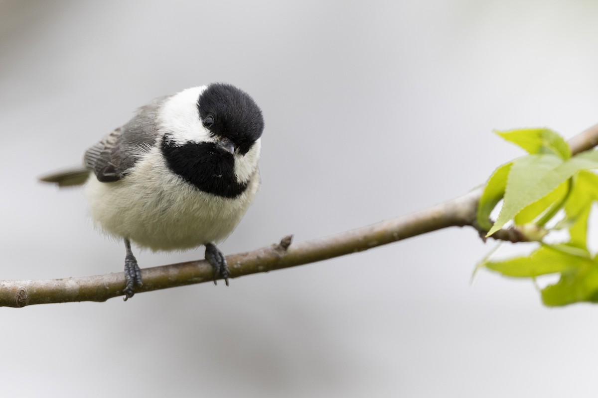 Carolina Chickadee - ML620716231