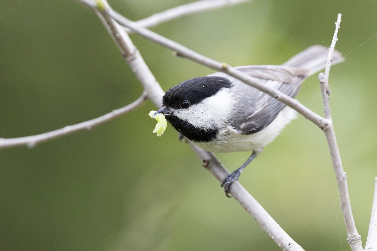 Carolina Chickadee - Michael Stubblefield