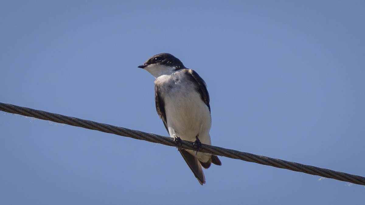 Golondrina Bicolor - ML620716236