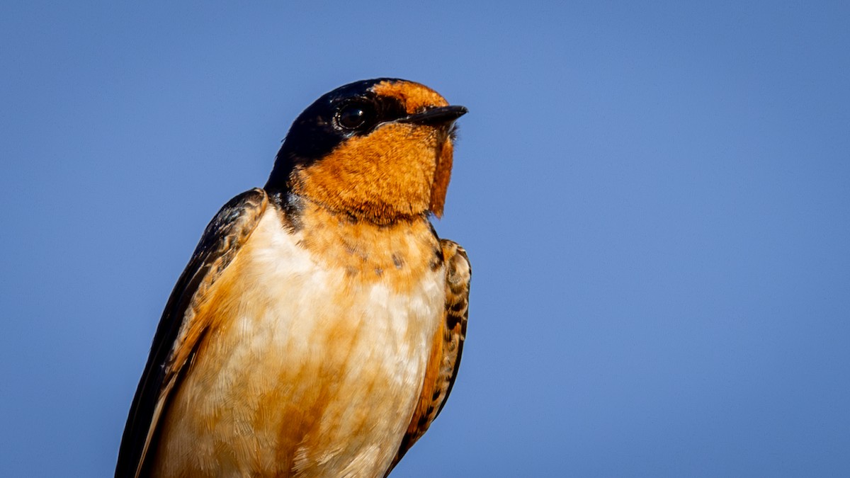 Barn Swallow - Jim Gain