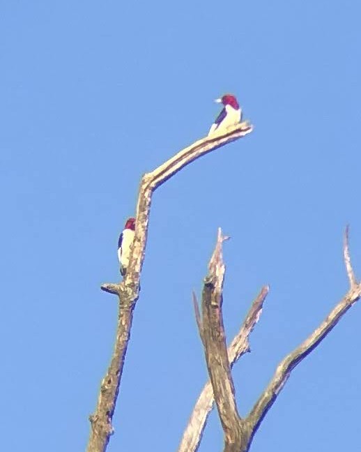 Red-headed Woodpecker - ML620716248