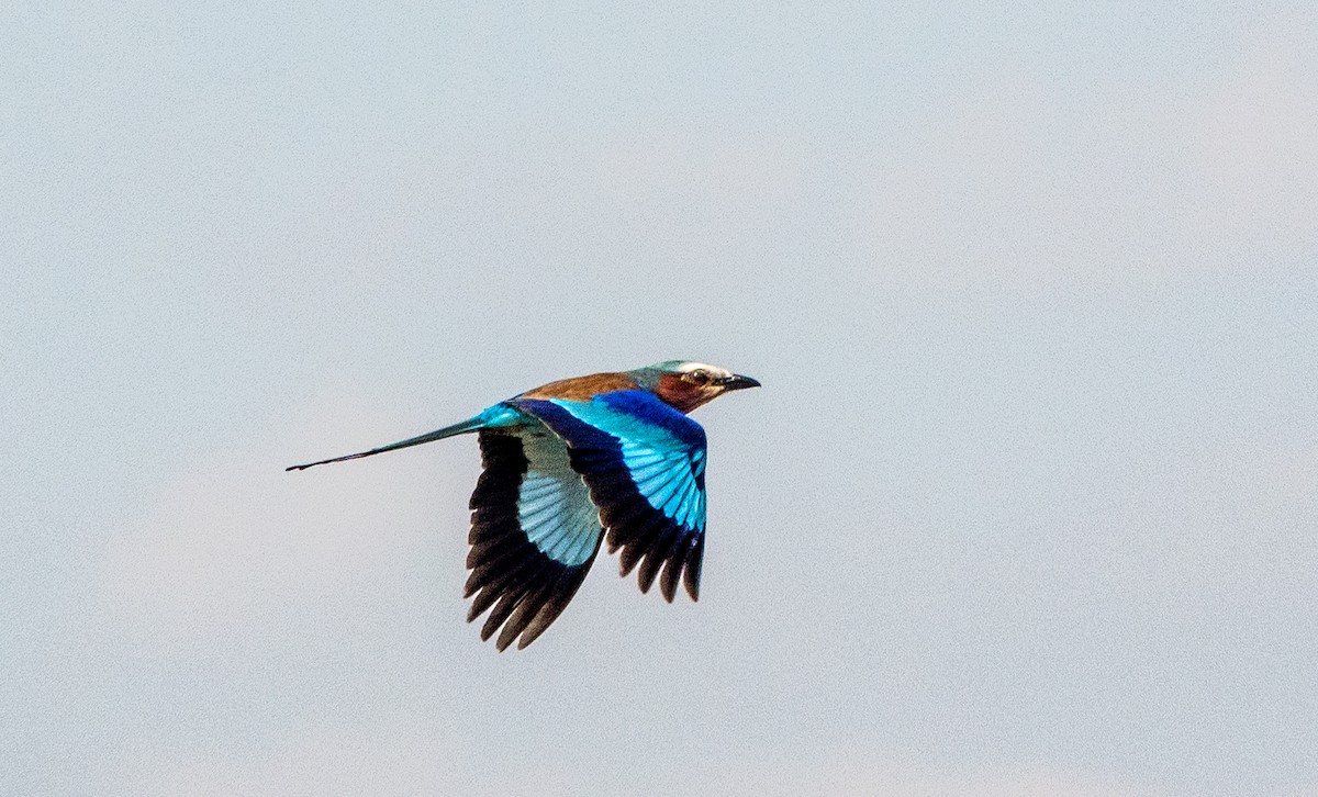 Lilac-breasted Roller - ML620716250
