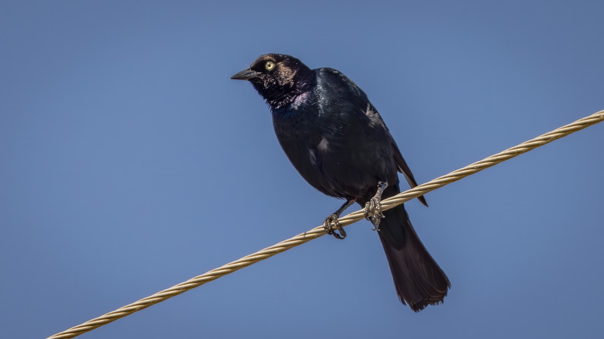 Brewer's Blackbird - ML620716252