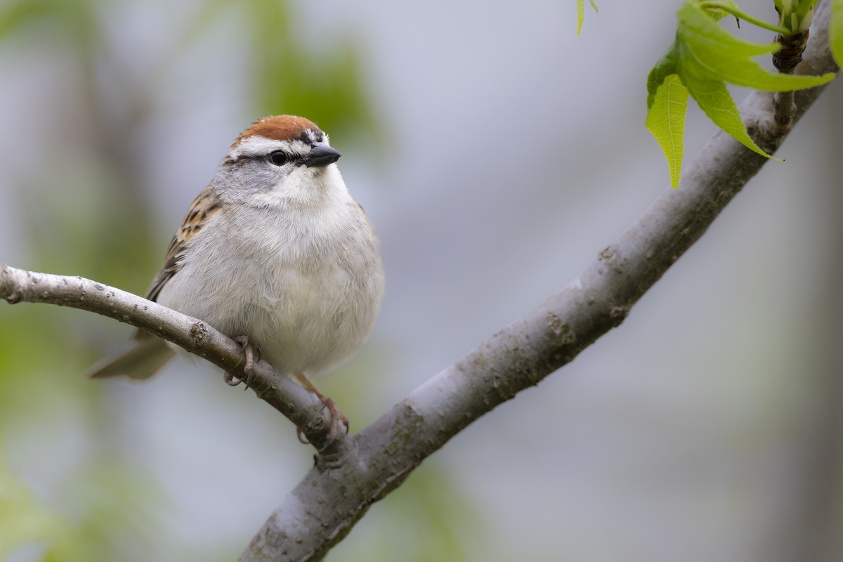 Chipping Sparrow - ML620716257