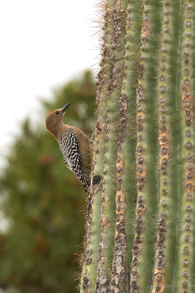 Pic des saguaros - ML620716258