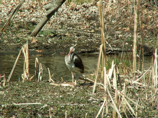 ibis rudý - ML620716259