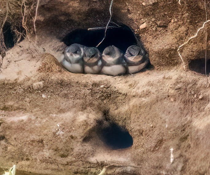 Bank Swallow - ML620716260