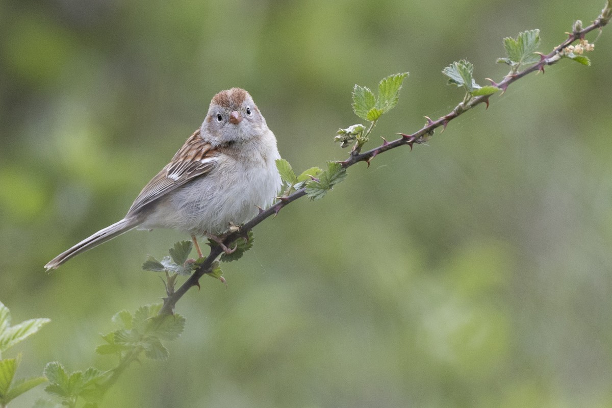 Field Sparrow - ML620716262