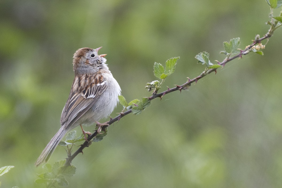 Field Sparrow - ML620716263