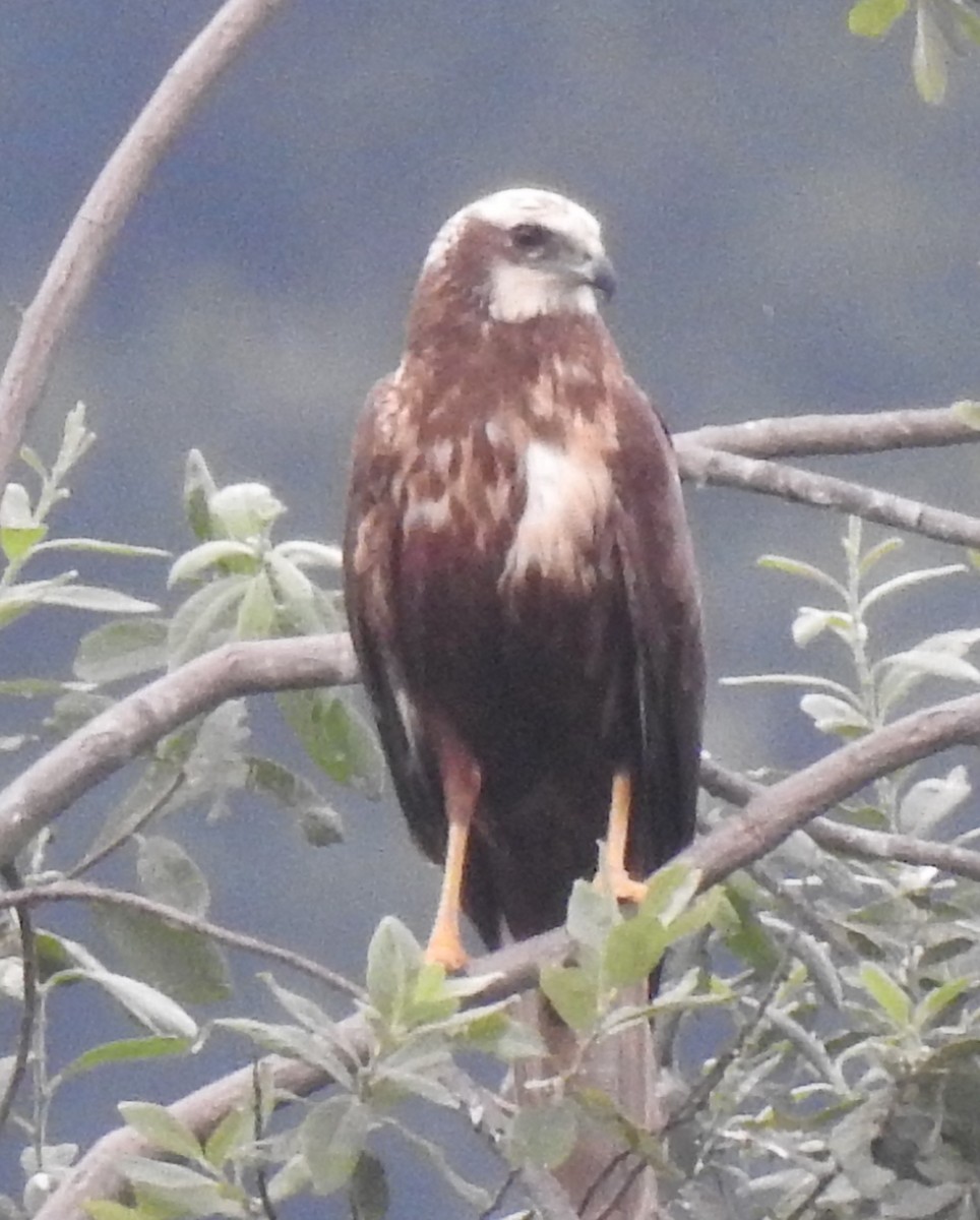 Western Marsh Harrier - ML620716264