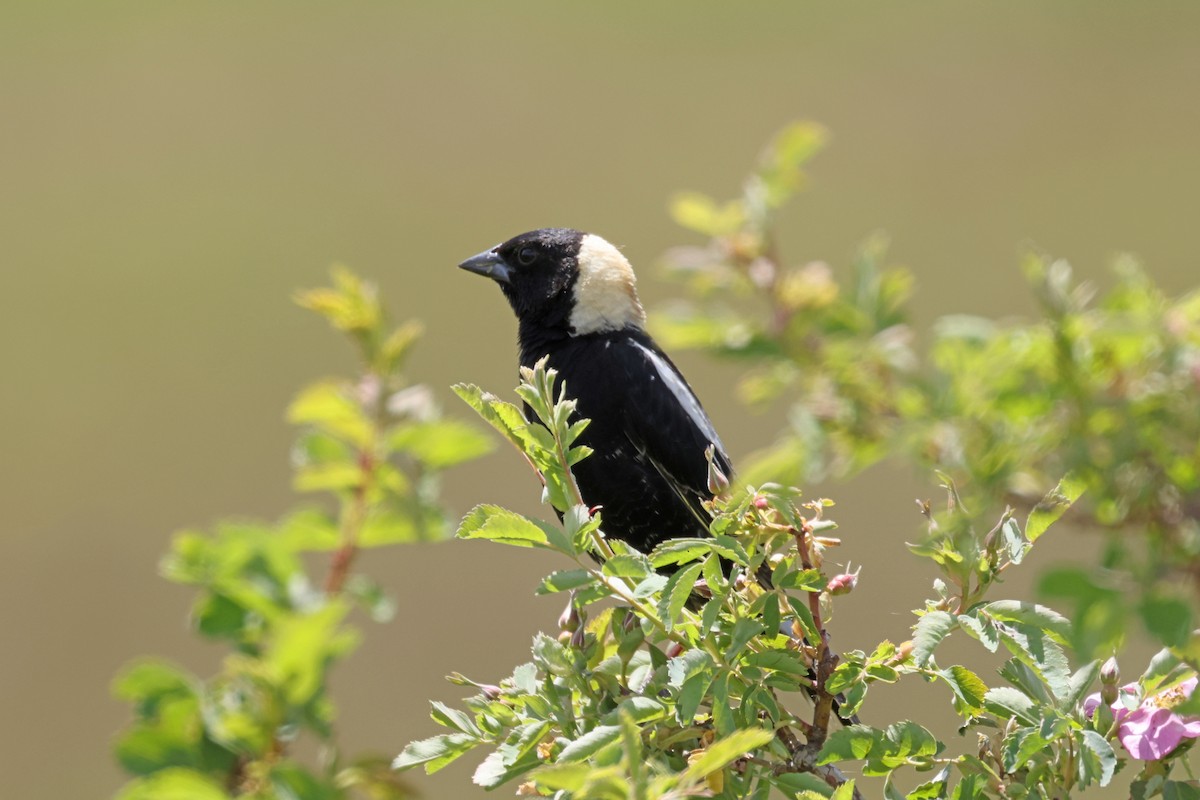 bobolink americký - ML620716266