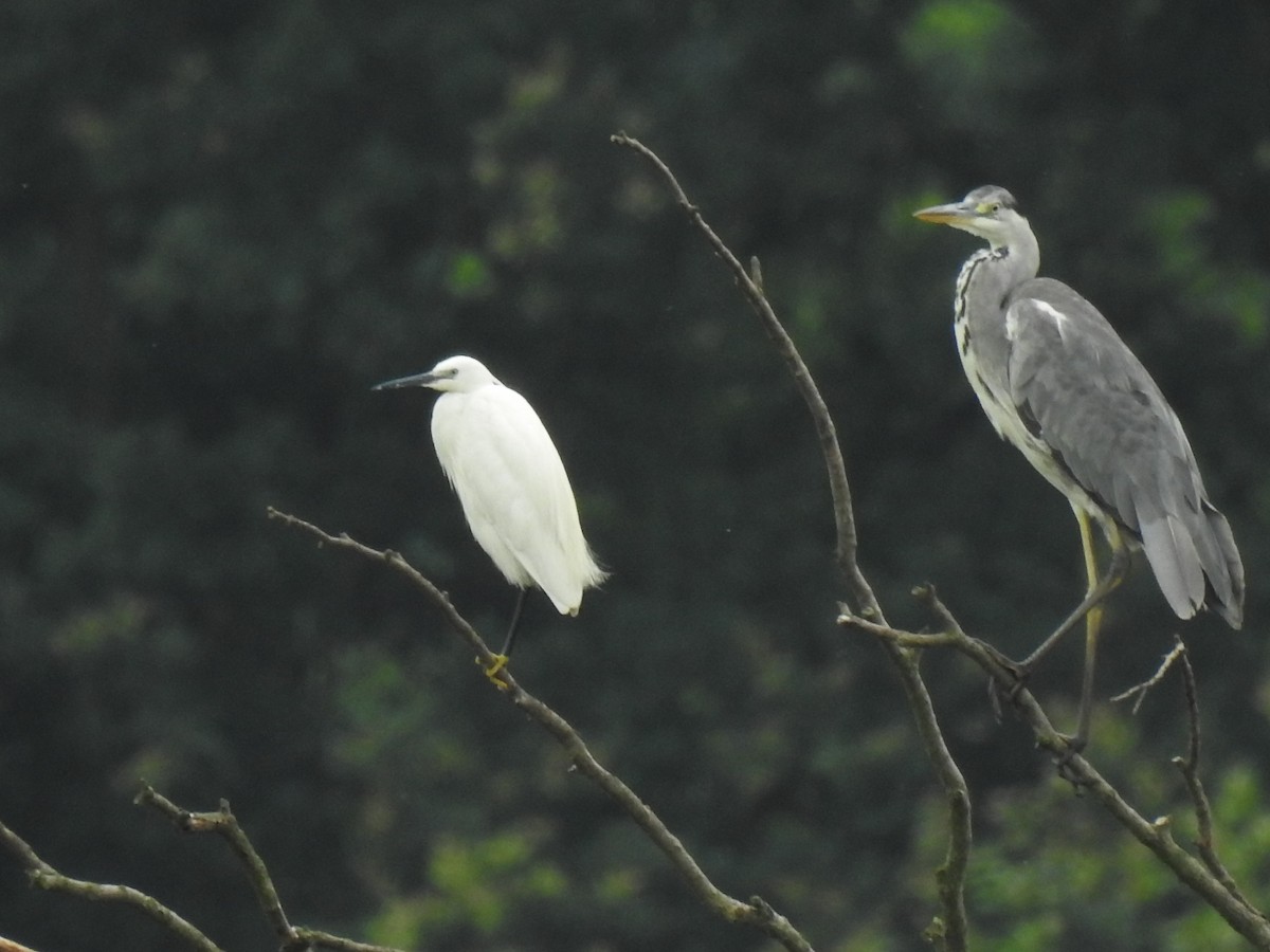 Little Egret - ML620716268