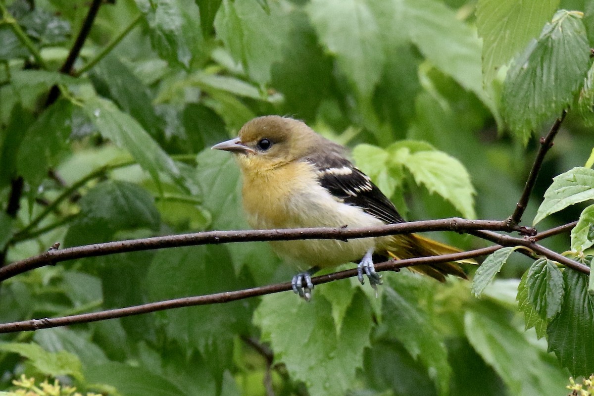 Oriole de Baltimore - ML620716269