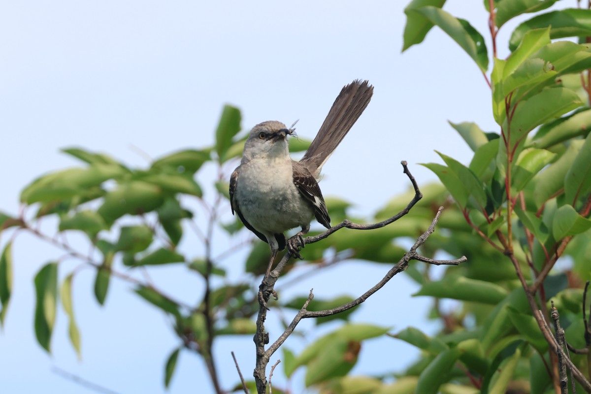 Northern Mockingbird - ML620716270