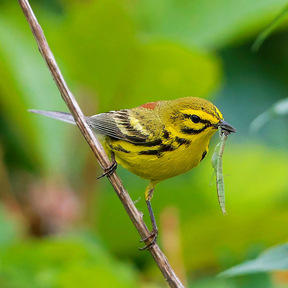 Prairie Warbler - ML620716271