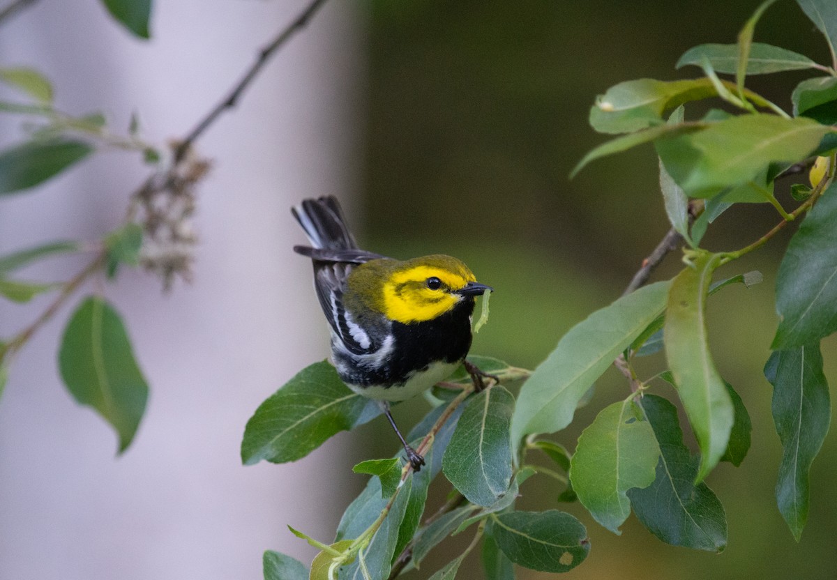 Black-throated Green Warbler - ML620716274