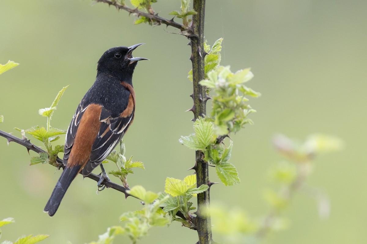 Orchard Oriole (Orchard) - ML620716275