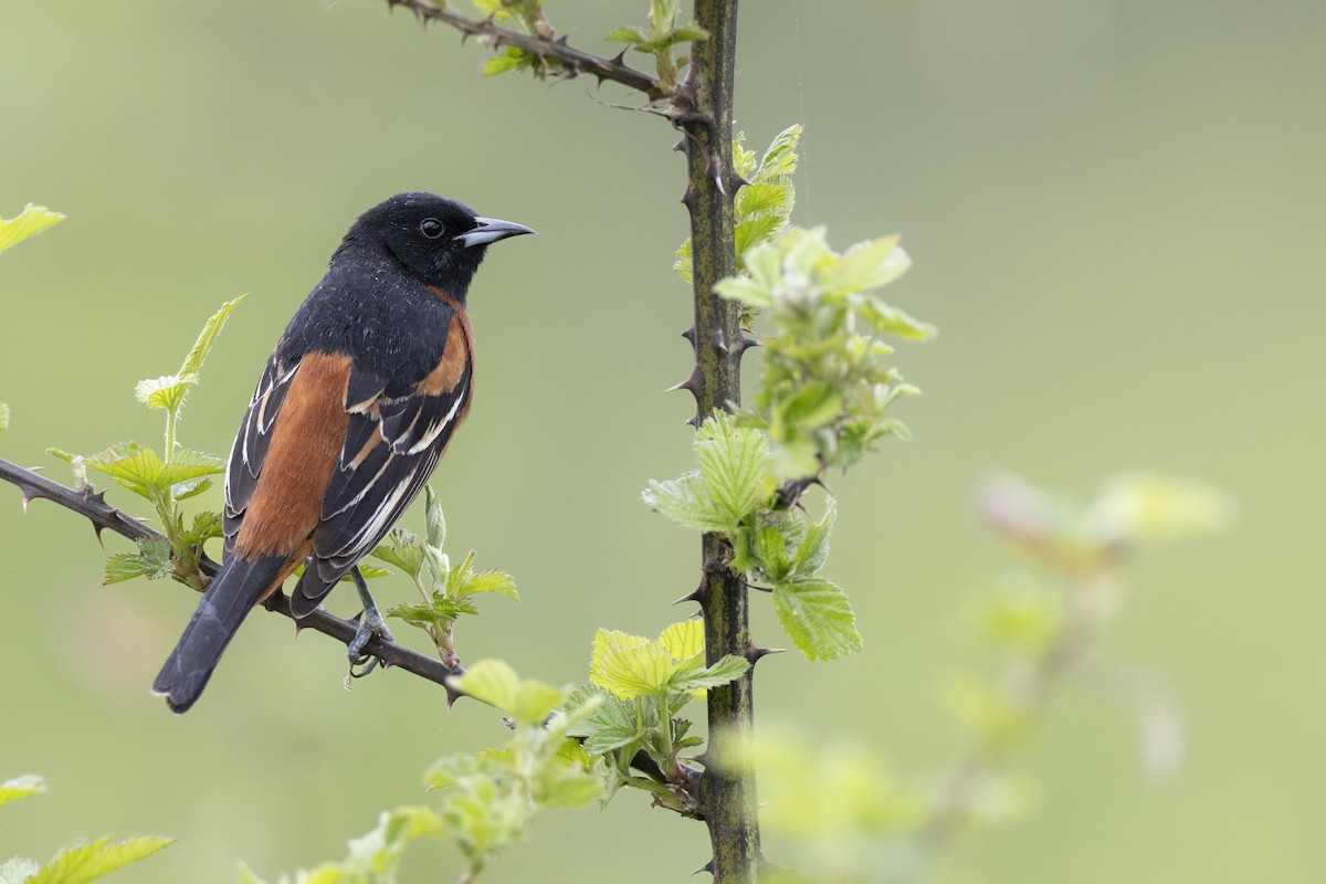 Orchard Oriole (Orchard) - ML620716276