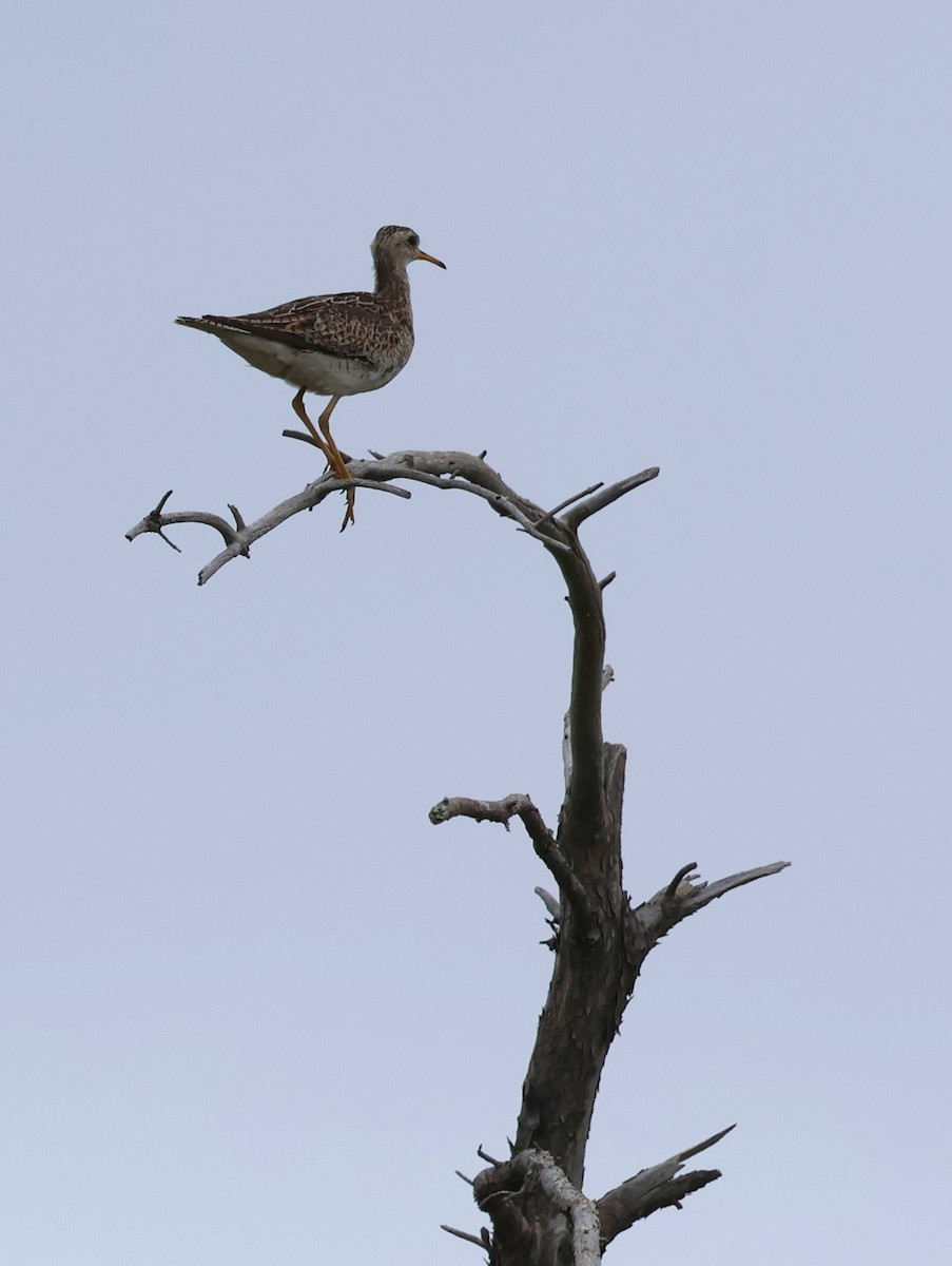 Upland Sandpiper - ML620716278