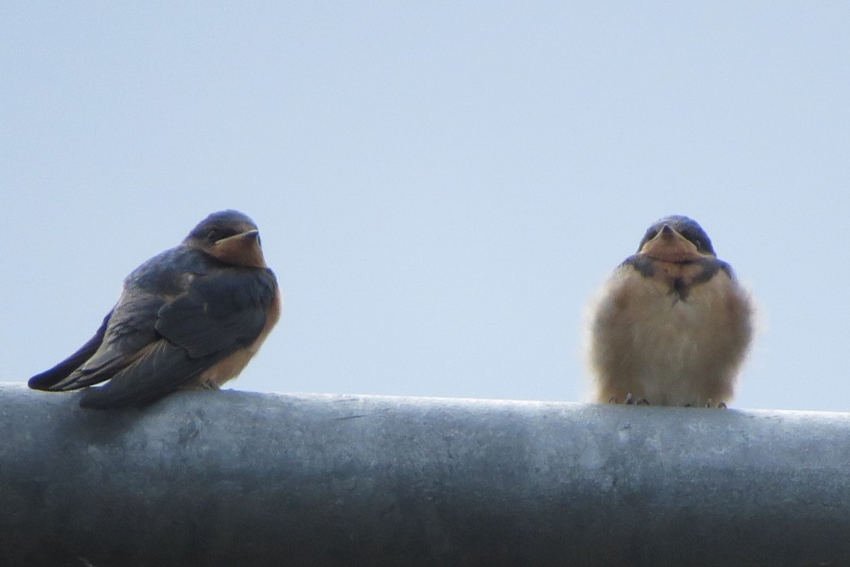 Barn Swallow - ML620716279