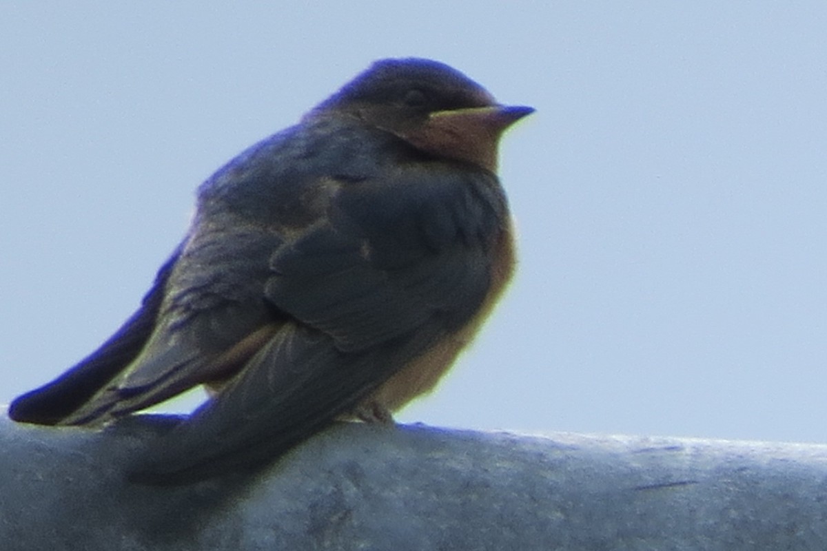 Barn Swallow - ML620716280