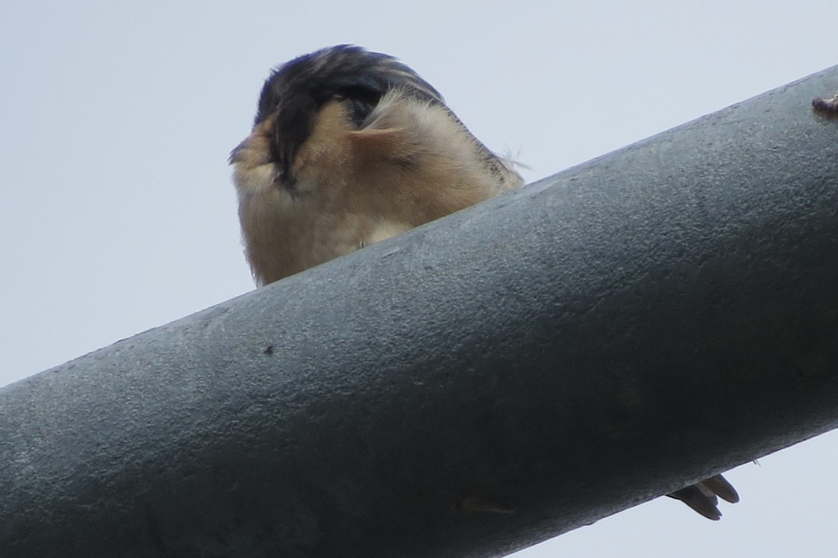 Barn Swallow - ML620716282