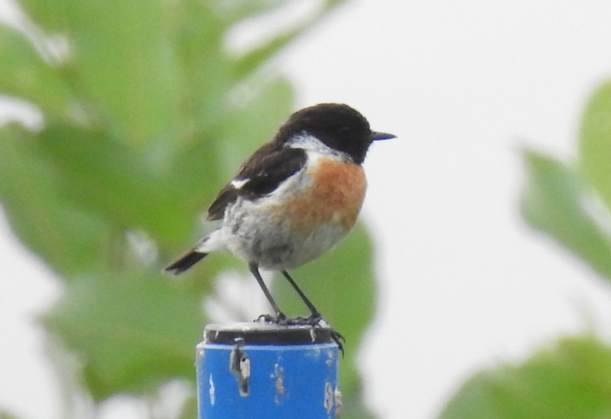 European Stonechat - ML620716283