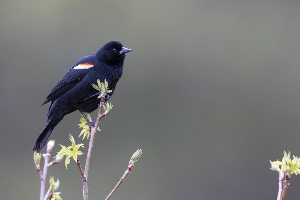 Red-winged Blackbird (Red-winged) - ML620716285