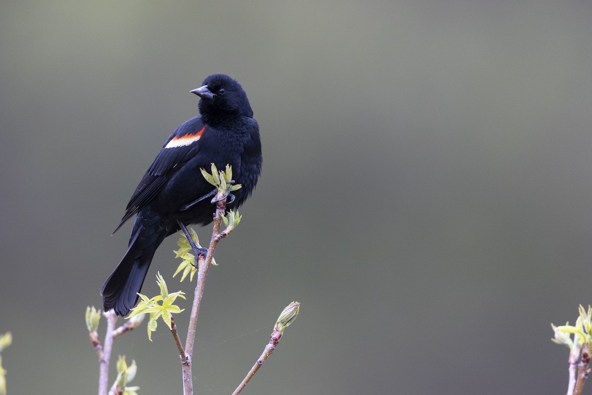 Red-winged Blackbird (Red-winged) - ML620716286