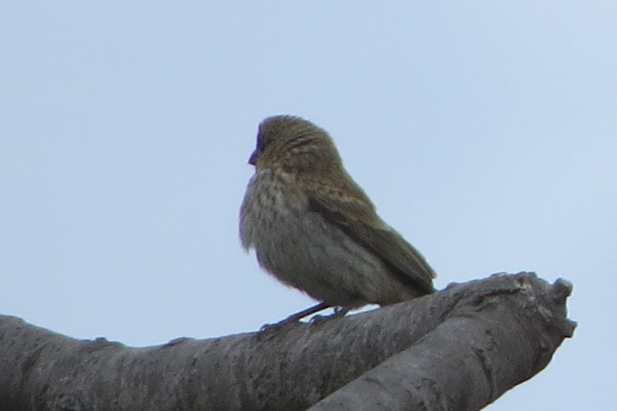 House Finch - Kathy  Kirk