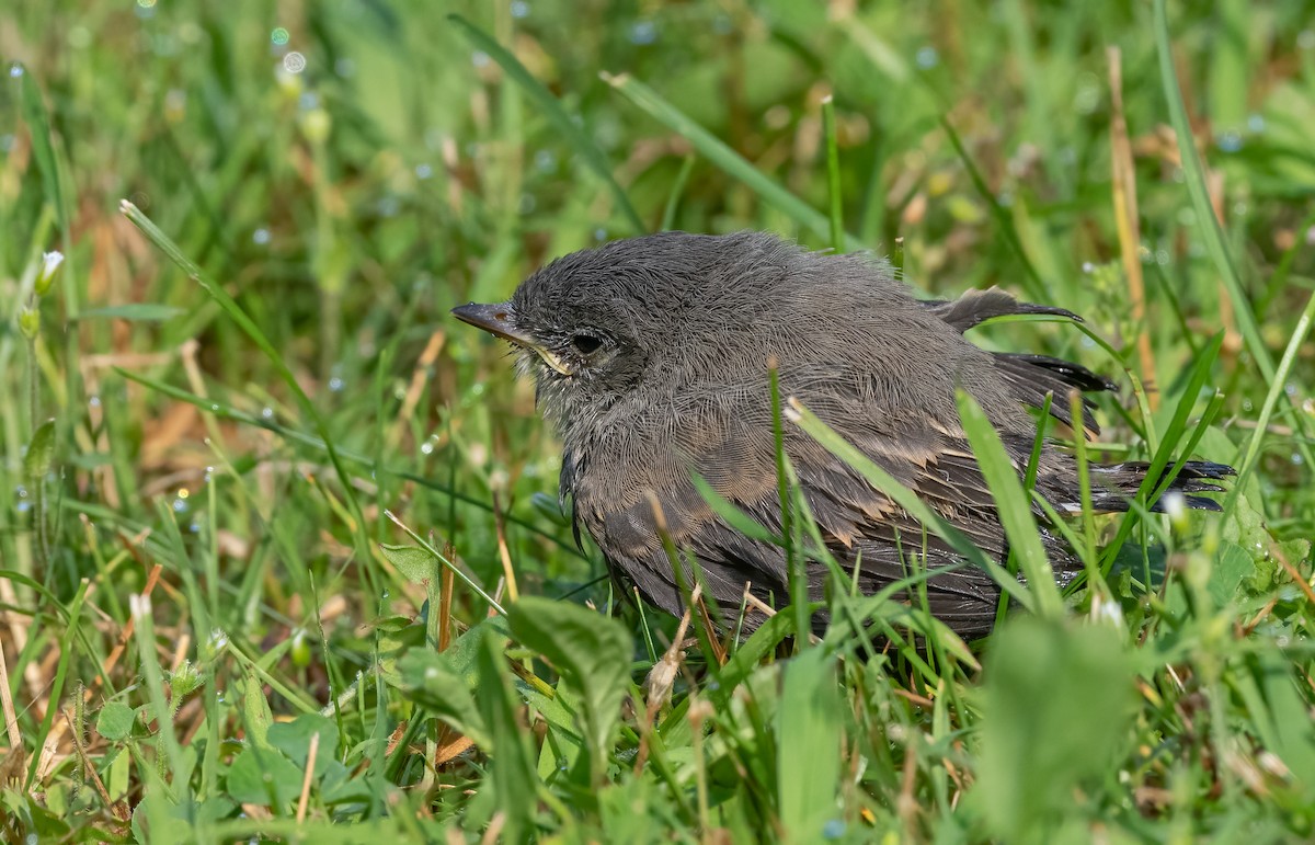 Eastern Phoebe - ML620716289