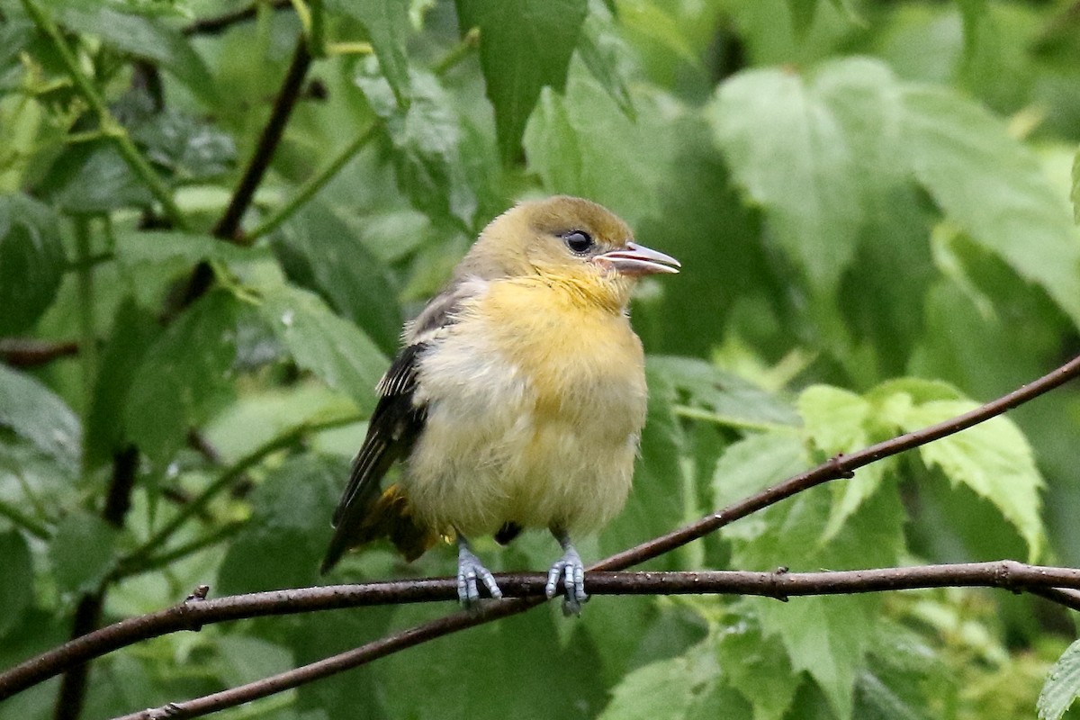 Baltimore Oriole - ML620716290