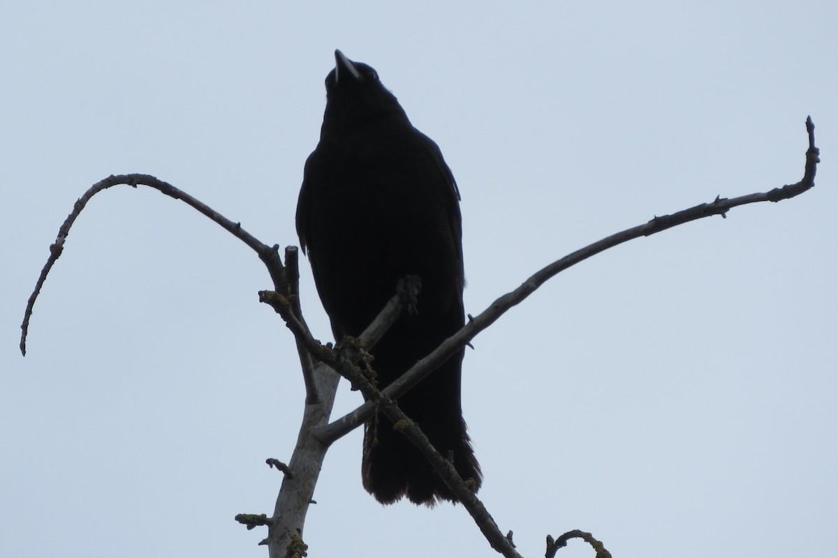 American Crow - ML620716294