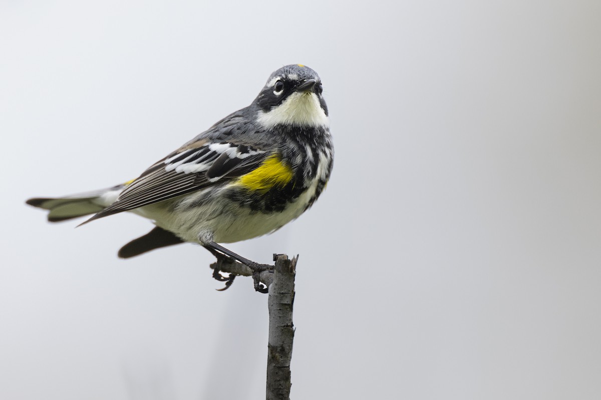 Yellow-rumped Warbler (Myrtle) - ML620716296