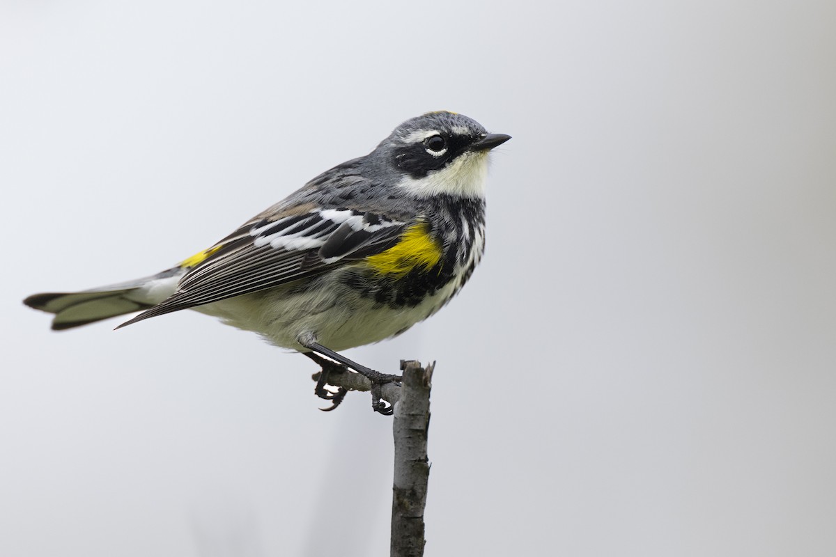 Yellow-rumped Warbler (Myrtle) - ML620716297