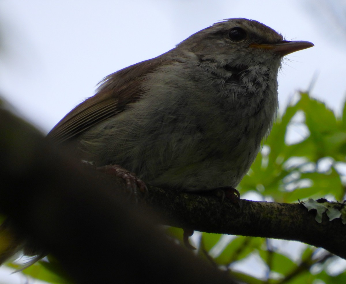 Japanese Bush Warbler - ML620716302