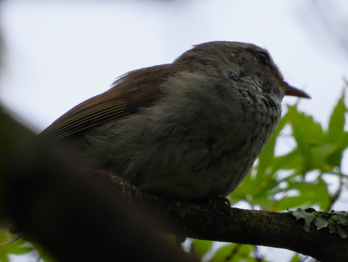 Japanese Bush Warbler - ML620716303