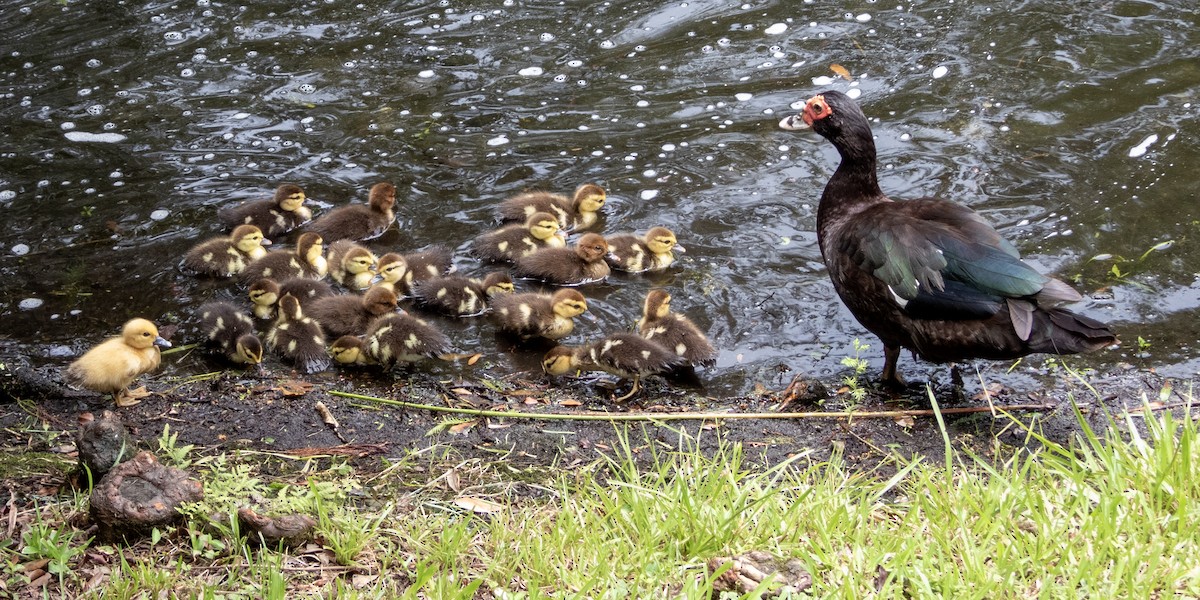 Muscovy Duck (Domestic type) - ML620716308