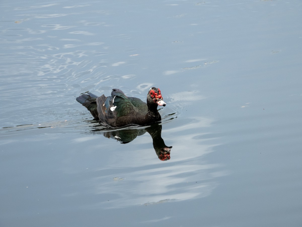 Muscovy Duck (Domestic type) - ML620716310