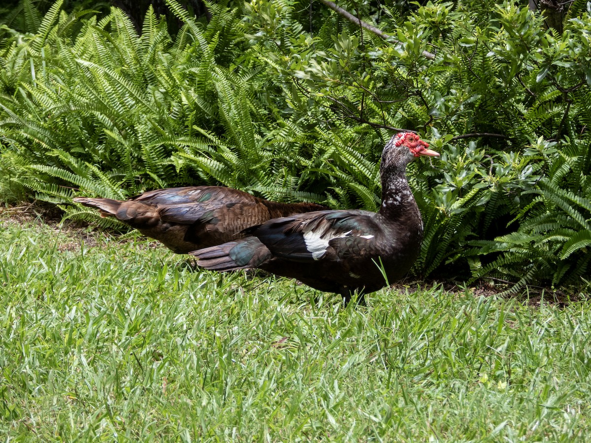 Muscovy Duck (Domestic type) - ML620716315