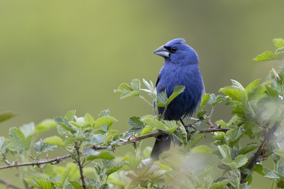 Blue Grosbeak - Michael Stubblefield