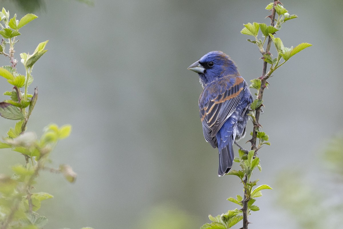 Blue Grosbeak - Michael Stubblefield